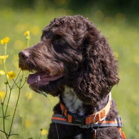 Cockapoo