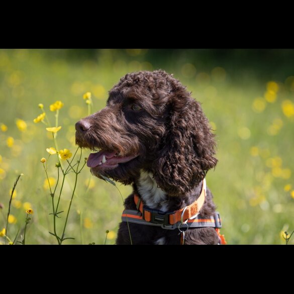 Cockapoo