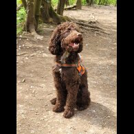 Cockapoo