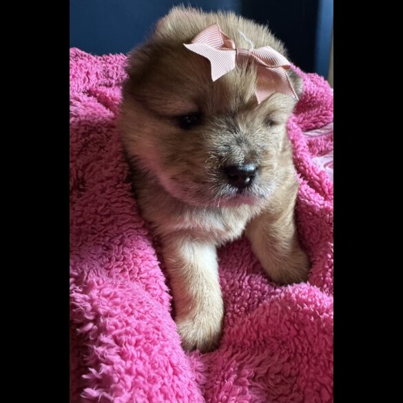 Chow Chow - Both
