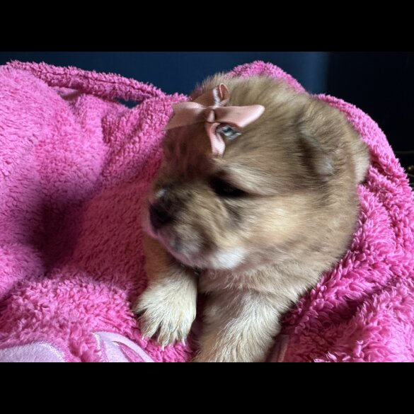 Chow Chow - Both