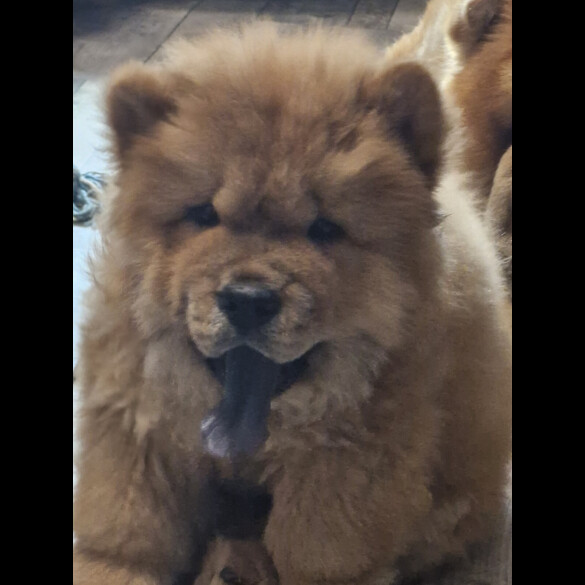 Chow Chow - Dogs