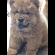 Chow Chow - Dogs