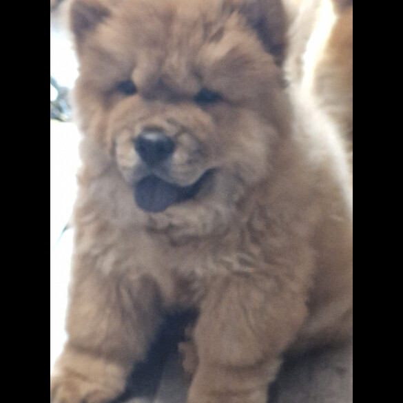Chow Chow - Dogs