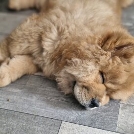Chow Chow - Dogs