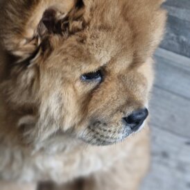 Chow Chow - Dogs