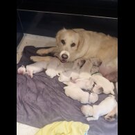 Golden Retriever - Both