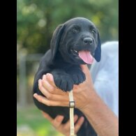 Labrador Retriever - Both