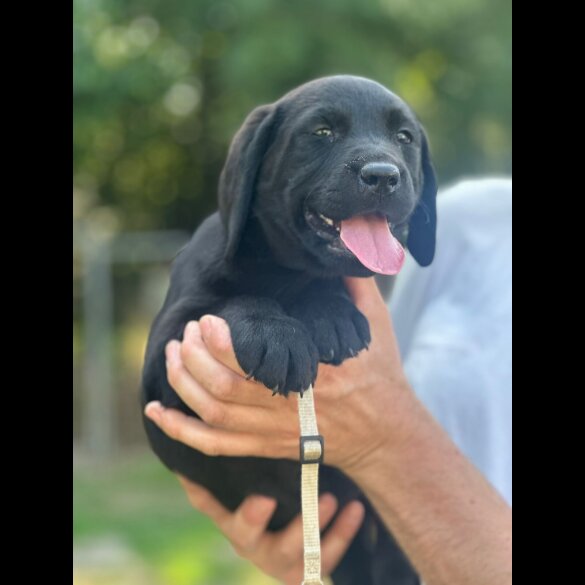 Labrador Retriever - Both