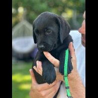 Labrador Retriever - Both