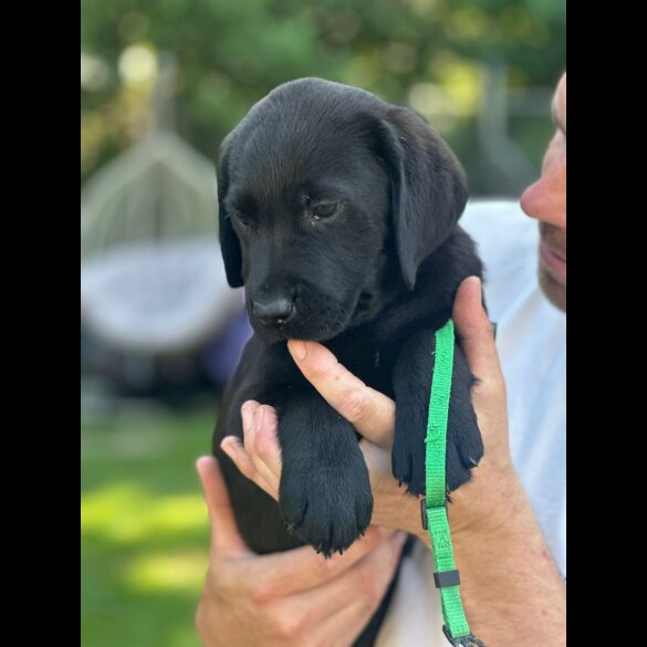 Labrador Retriever - Both