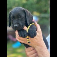 Labrador Retriever - Both