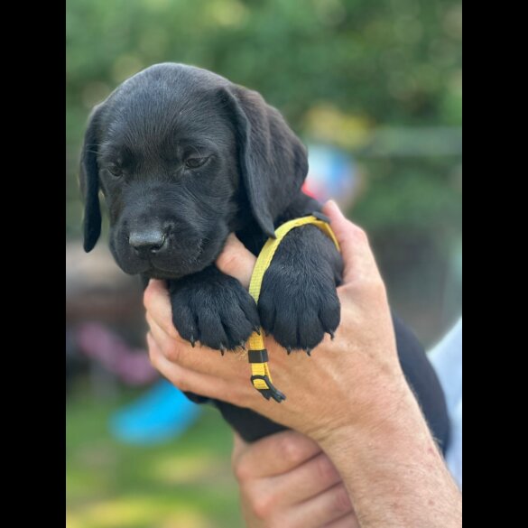 Labrador Retriever - Both