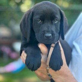 Labrador Retriever - Both