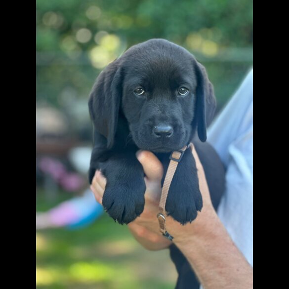 Labrador Retriever - Both