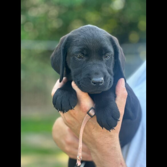 Labrador Retriever - Both