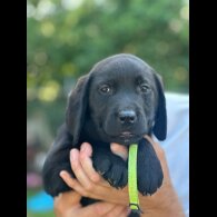 Labrador Retriever - Both