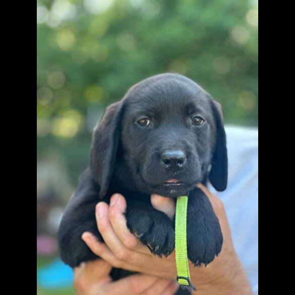 Labrador Retriever - Both