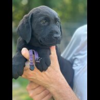 Labrador Retriever - Both