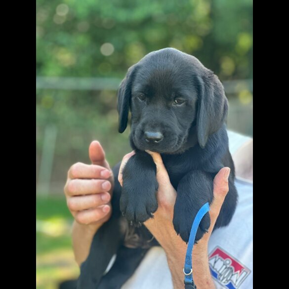 Labrador Retriever - Both