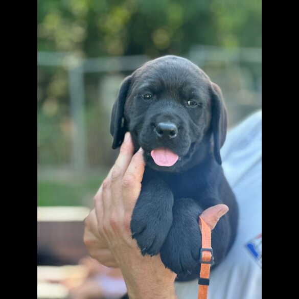 Labrador Retriever - Both