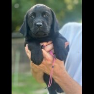 Labrador Retriever - Both
