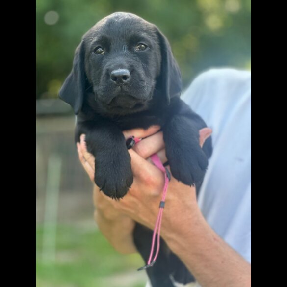 Labrador Retriever - Both