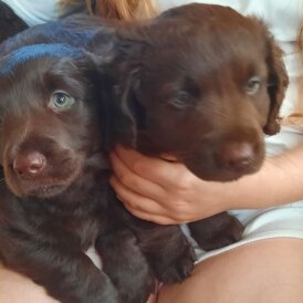 Labrador Retriever - Dogs