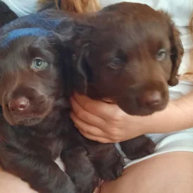 Labrador Retriever - Dogs