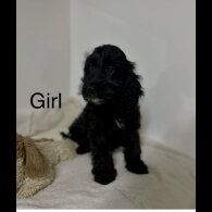 Cockapoo - Both