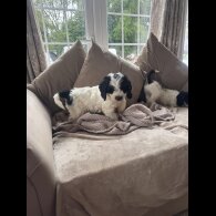 Cockapoo - Both