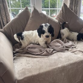 Cockapoo - Both