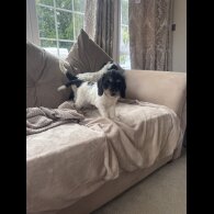 Cockapoo - Both