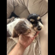 Cockapoo - Both