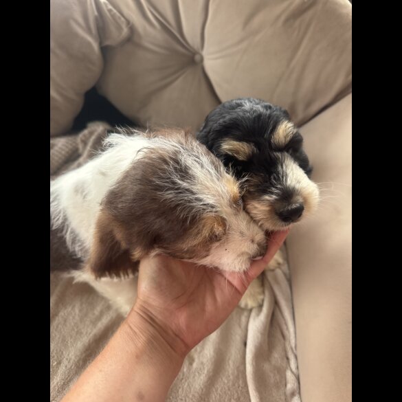 Cockapoo - Both