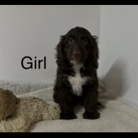 Cockapoo - Both