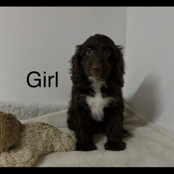 Cockapoo - Both