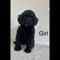 Cockapoo - Both