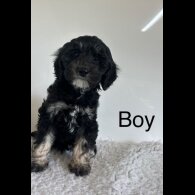 Cockapoo - Both