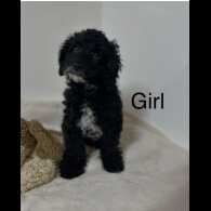 Cockapoo - Both