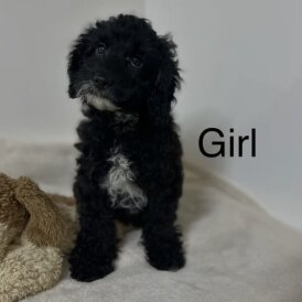 Cockapoo - Both