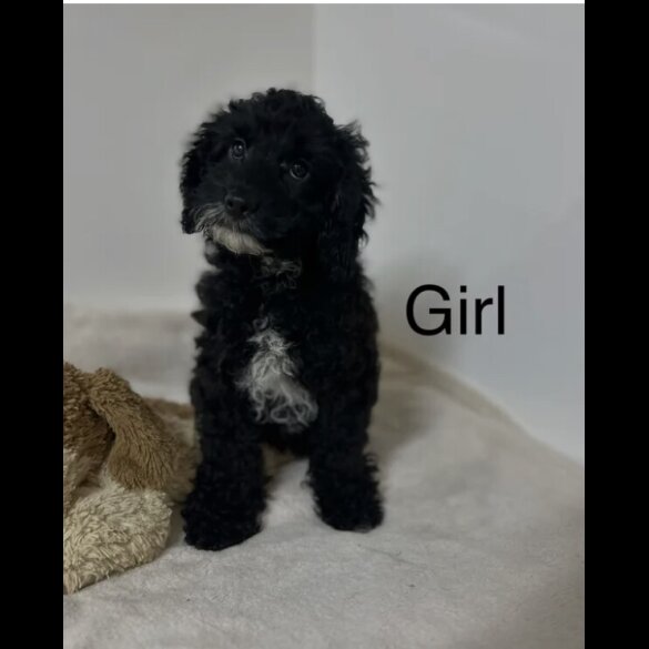 Cockapoo - Both