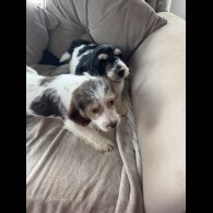 Cockapoo - Both