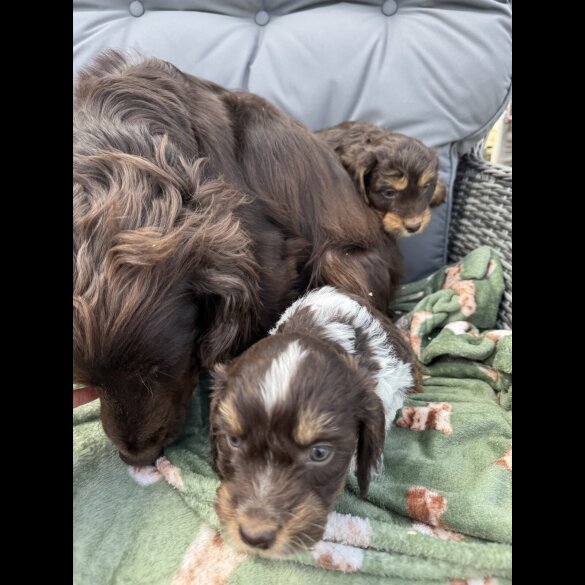 Cockapoo - Both