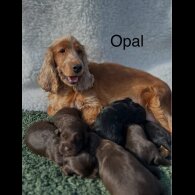 Cockapoo - Both
