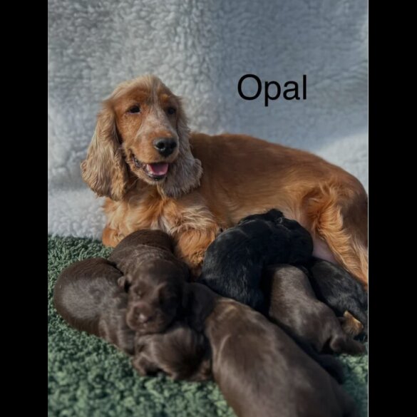 Cockapoo - Both