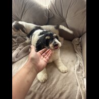 Cockapoo - Both