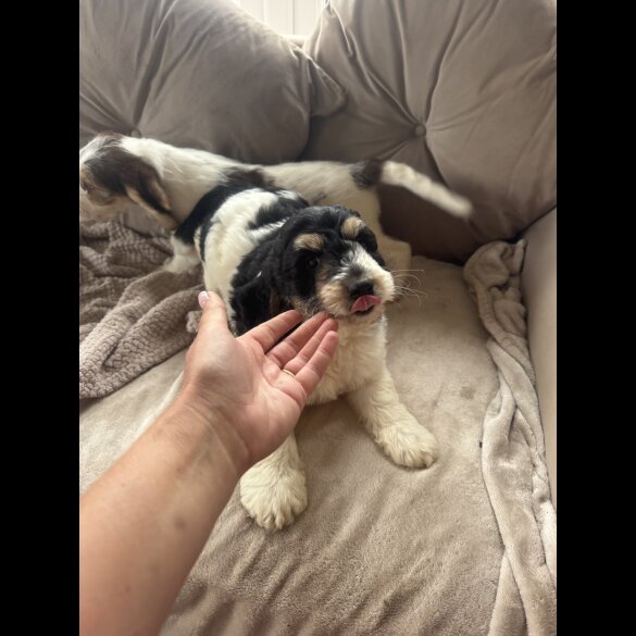 Cockapoo - Both