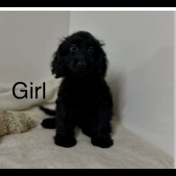 Cockapoo - Both