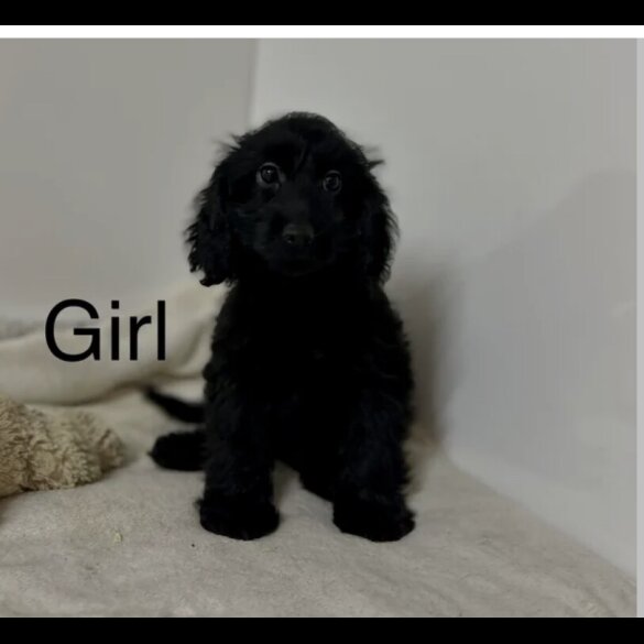 Cockapoo - Both